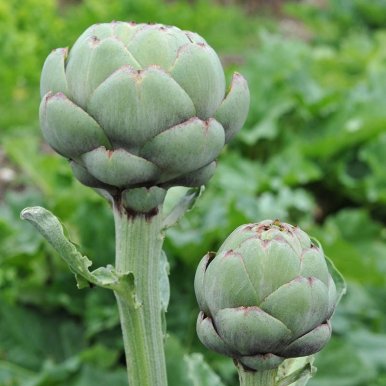 Cynara cardunculus Tavor - Artiskok