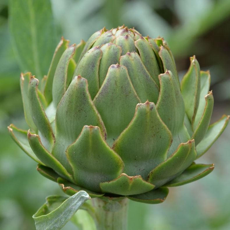 Cynara cardunculus Vert de Lyon - Artiskok