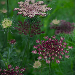 Daucus carota Dara - Vild gulerod 1-2 �rig