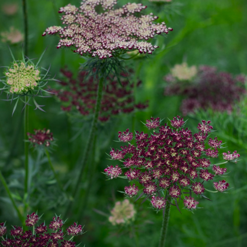 Daucus carota Dara - Vild gulerod 1-2 �rig