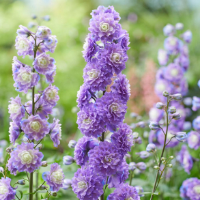 Delphinium Highlander Bolero - Ridderspore 