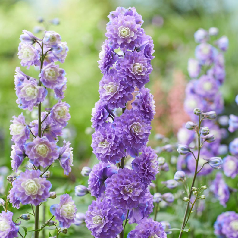 Delphinium Highlander Bolero - Ridderspore 