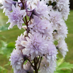 Delphinium Highlander Cha Cha - Ridderspore 1L