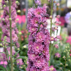 Delphinium Highlander Flamenco - Ridderspore