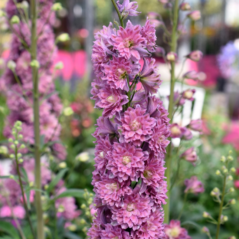 Delphinium Highlander Flamenco - Ridderspore