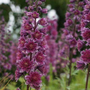 Delphinium Highlander Flamenco - Ridderspore