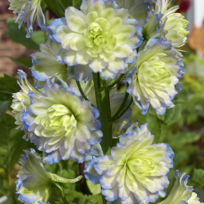 Delphinium Highlander Moonlight - Ridderspore