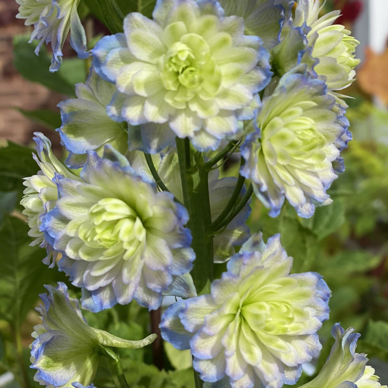 Delphinium Highlander Moonlight - Ridderspore