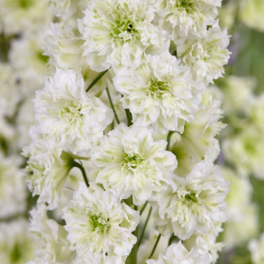 Delphinium Highlander Morning Sunrise - Ridderspore 1,5L