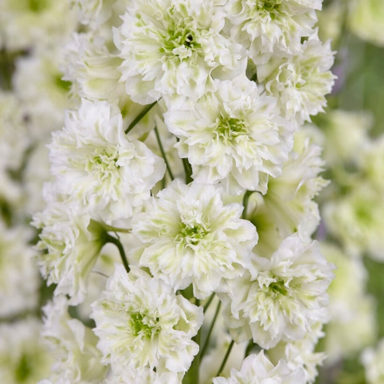 Delphinium Highlander Morning Sunrise - Ridderspore 1,5L