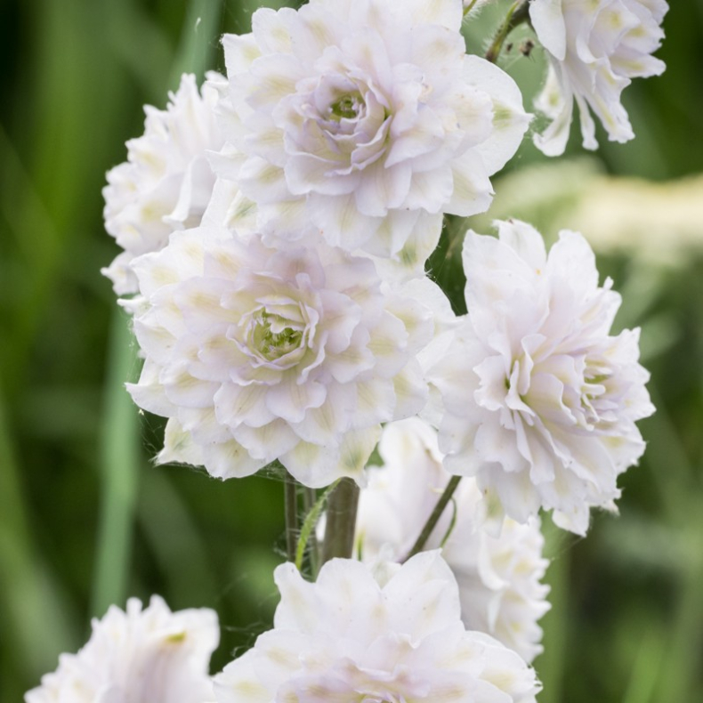 Delphinium Highlander Samba - Ridderspore