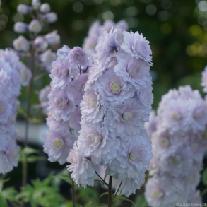 Delphinium Highlander Samba - Ridderspore