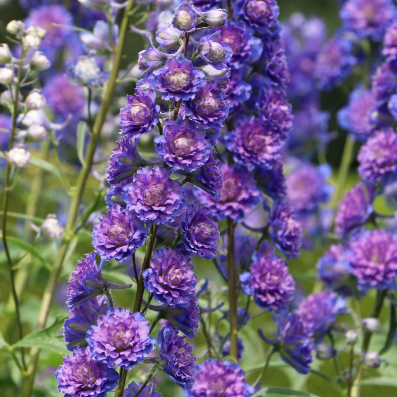 Delphinium Highlander Sweet Sensation - Ridderspore 1L