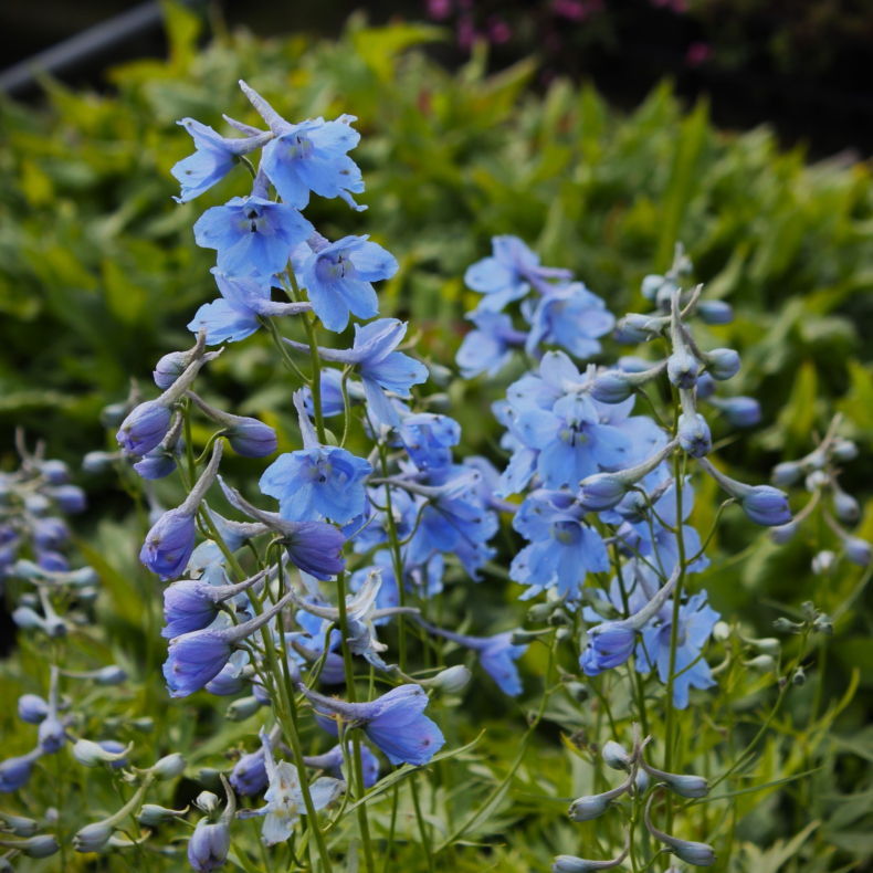Delphinium belladonna Cliveden Beauty - Ridderspore 