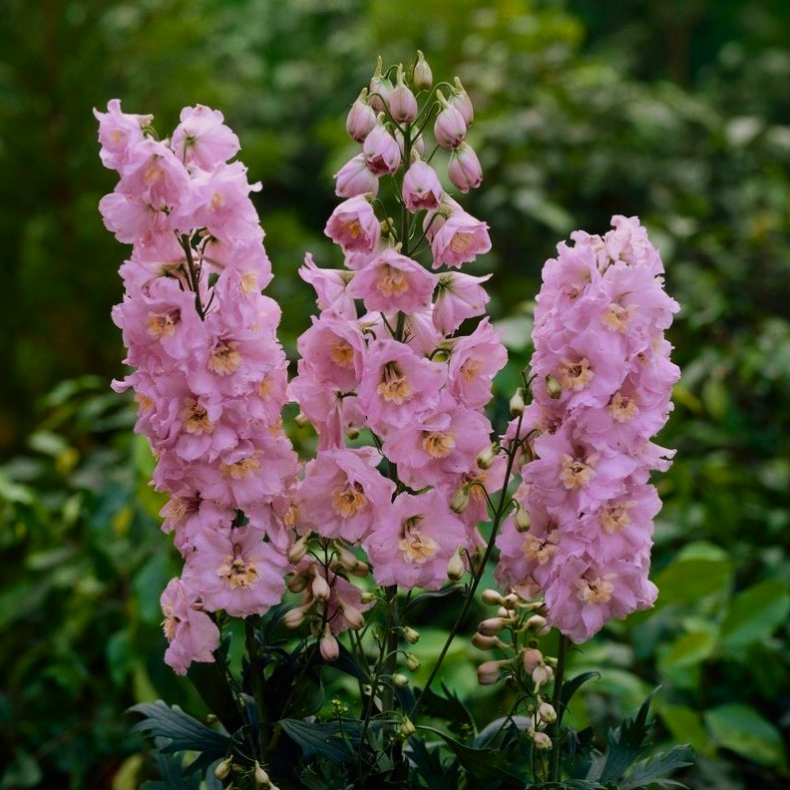 Delphinium magic fountain Pink Shades -  Ridderspore