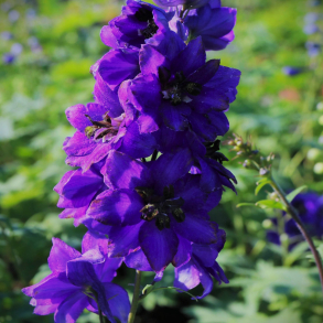 Delphinium pacifc Black Knight - Stor Ridderspore 