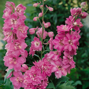 Delphinium pacific Astolat - Stor Ridderspore