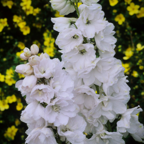 Delphinium pacific Galahad - Stor ridderspore