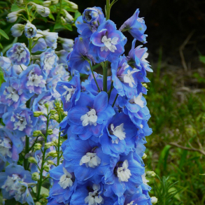 Delphinium pacific Summer Skies -  Ridderspore 