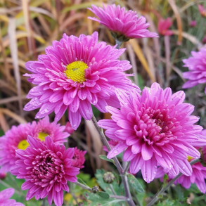 Chrysanthemum Bretforton Road - Vinterasters