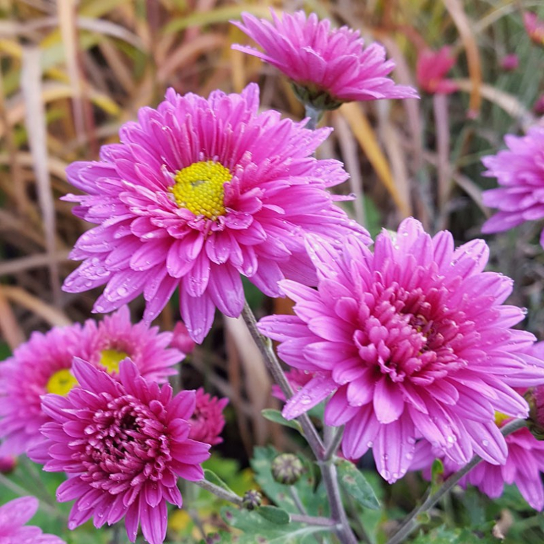 Chrysanthemum Bretforton Road - Vinterasters