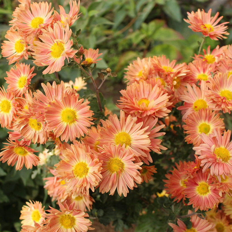 Chrysanthemum Cottage Apricot -  Vinterasters 