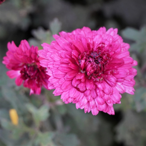 Chrysanthemum Feuerzauber - Vinterasters