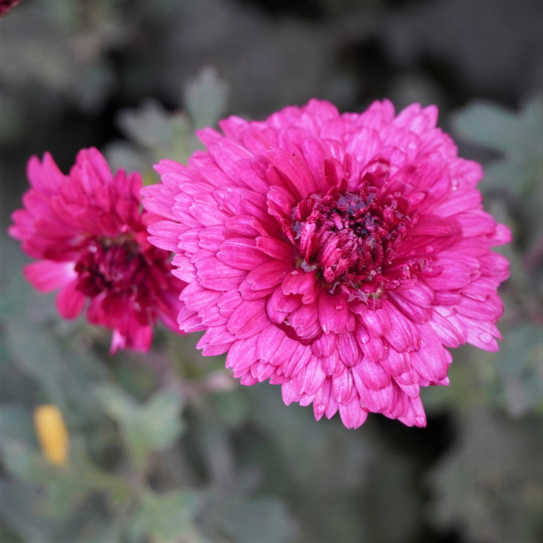 Chrysanthemum Feuerzauber - Vinterasters