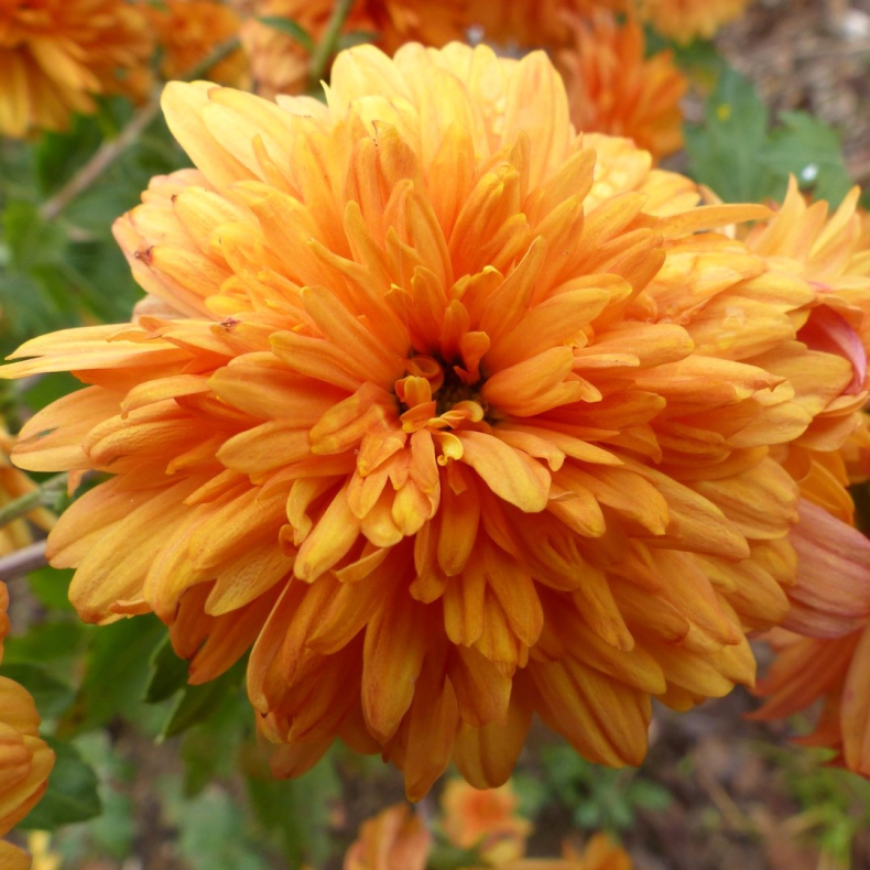 Chrysanthemum Manderine - Vinterasters