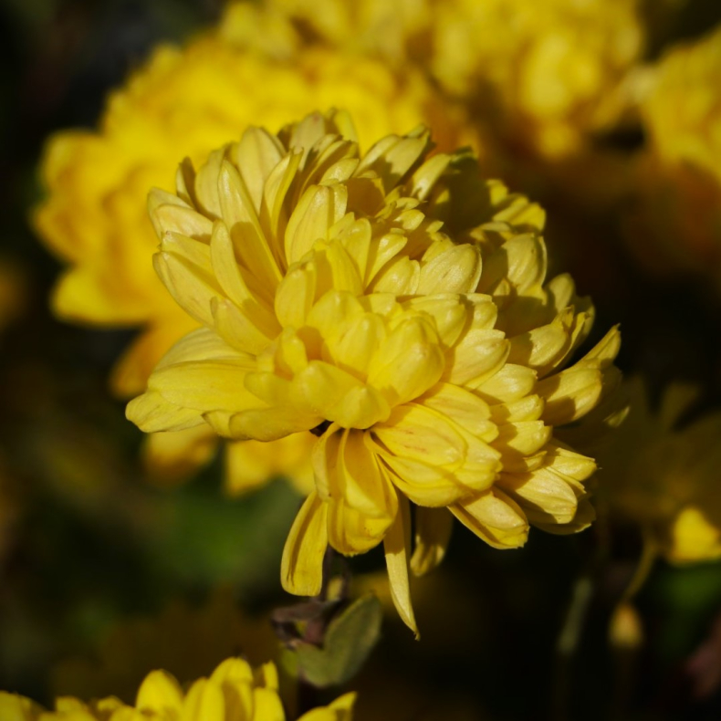 Chrysanthemum indicum Citronella - Vinterasters