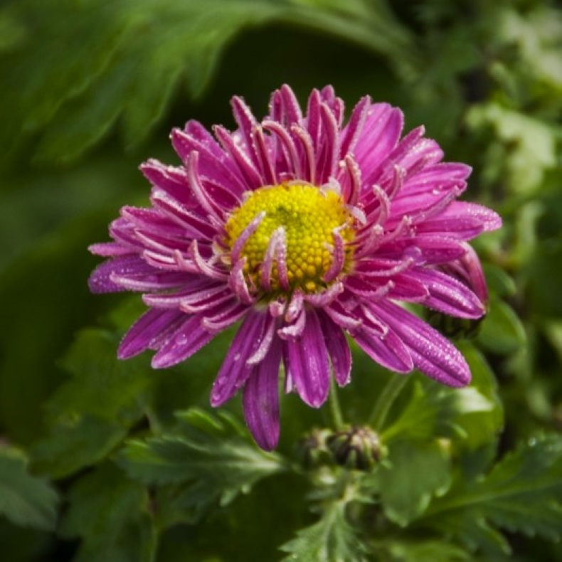 Chrysanthemum indicum Corinna - Vinterasters