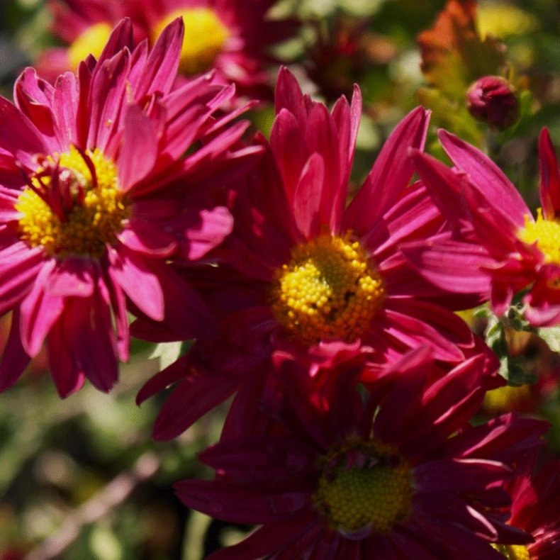 Chrysanthemum indicum Hans Schmid  - Vinterasters