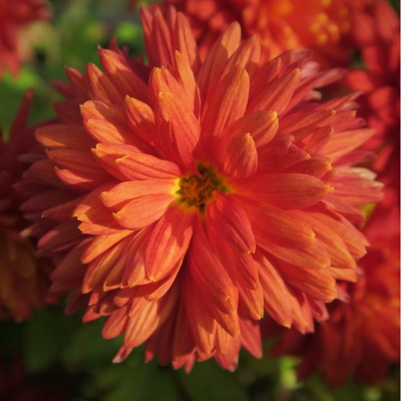Chrysanthemum indicum Brennpunkt - Vinterasters