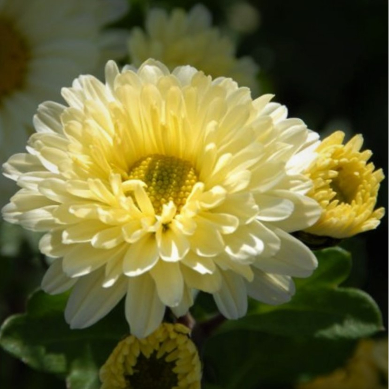 Chrysanthemum indicum Poesie - Vinterasters