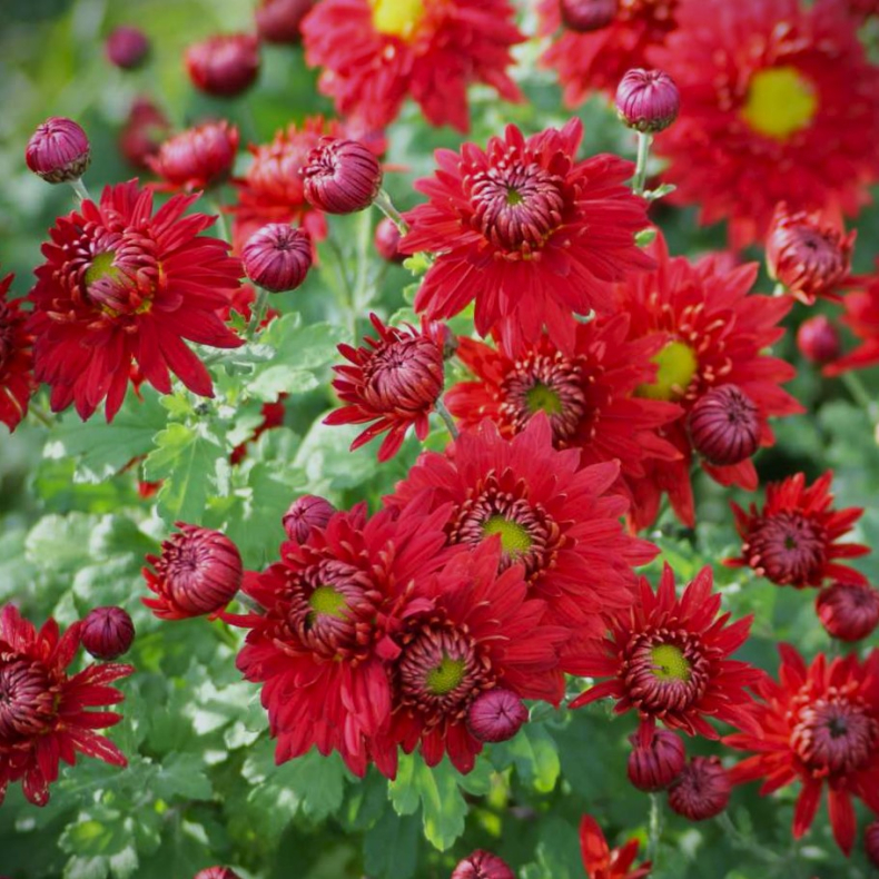 Chrysanthemum koreanum Fellbacher Wein - Vinterasters
