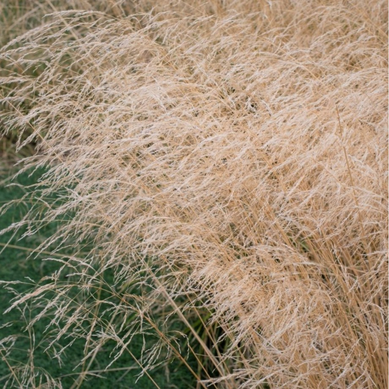 Deschampsia cesp. Goldschleier - Mosebunke 