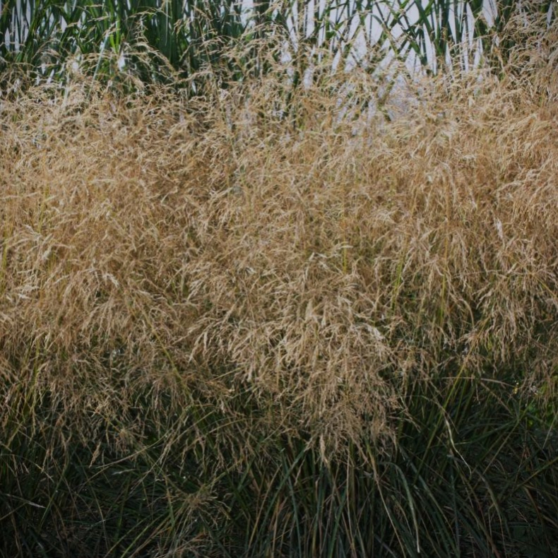 Deschampsia cespitosa Bronzeschleier  - Mosebunke