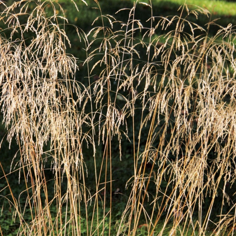 Deschampsia cespitosa Tautrger - Mosebunke