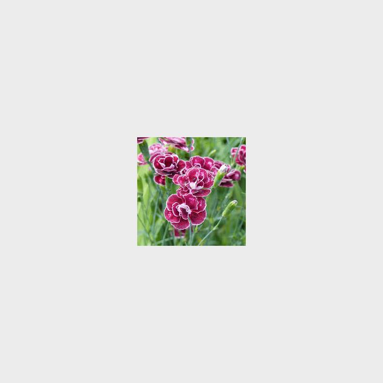 Dianthus Romeo - Nellike