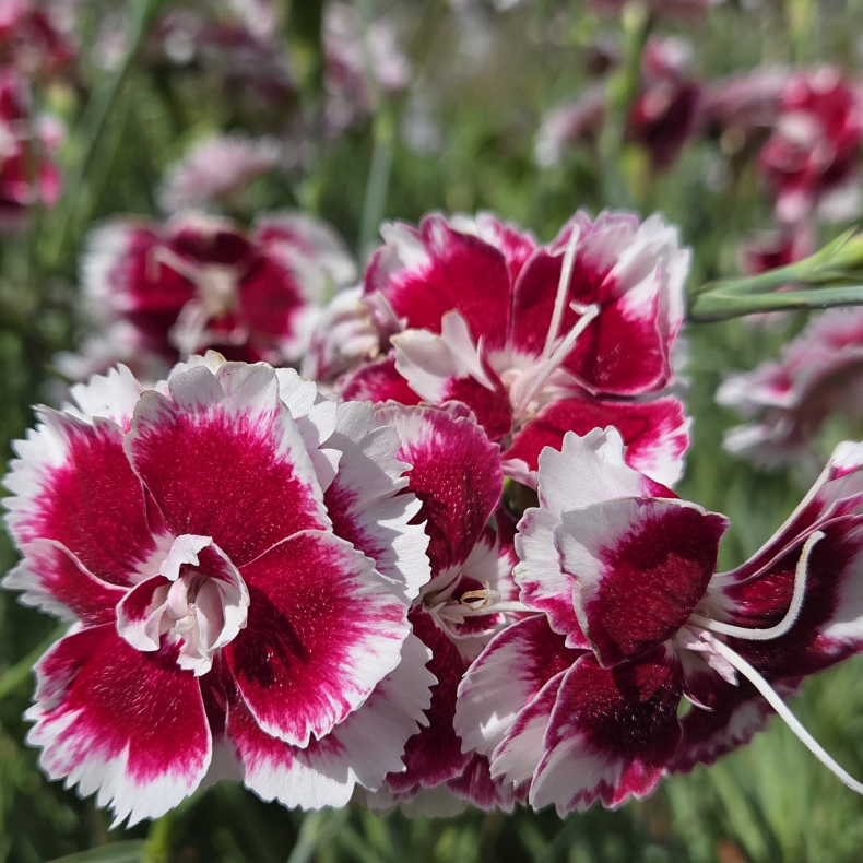 Dianthus allwoodii Alice - Havenellike