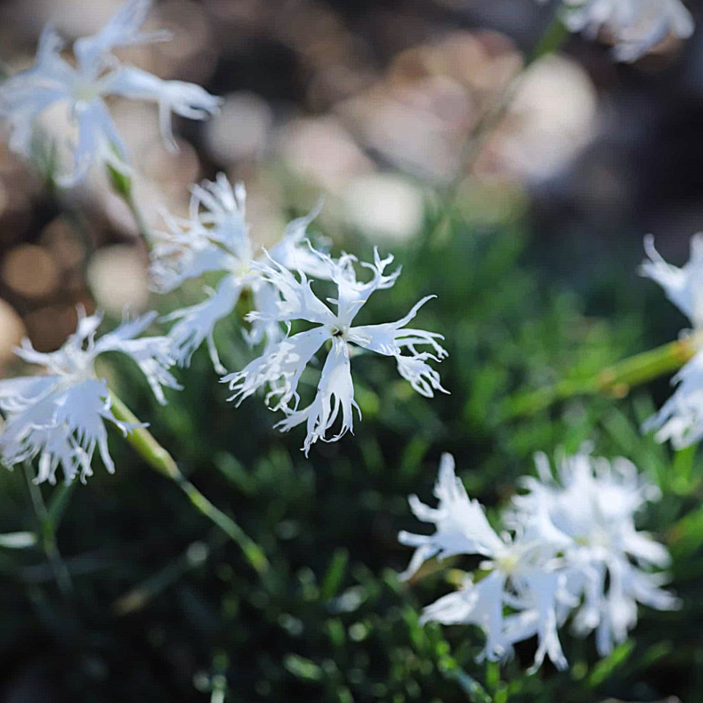 Dianthus arenarius nanus Little Maiden - Sand-Nellike