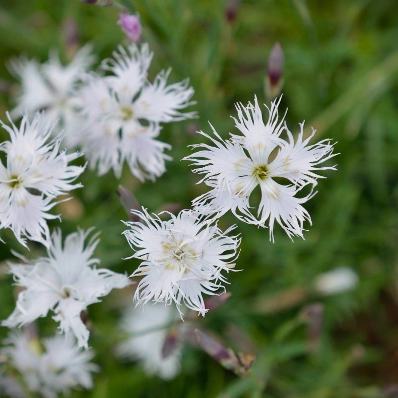 Dianthus arenarius - Sand nellike
