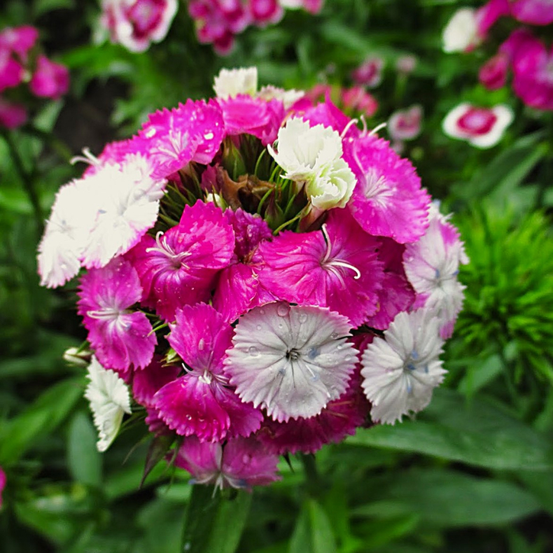Dianthus barbatus Dash Magician -  Studenternellike