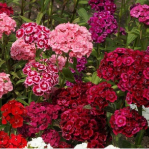 Dianthus barbatus Mixture -  Studenternellike