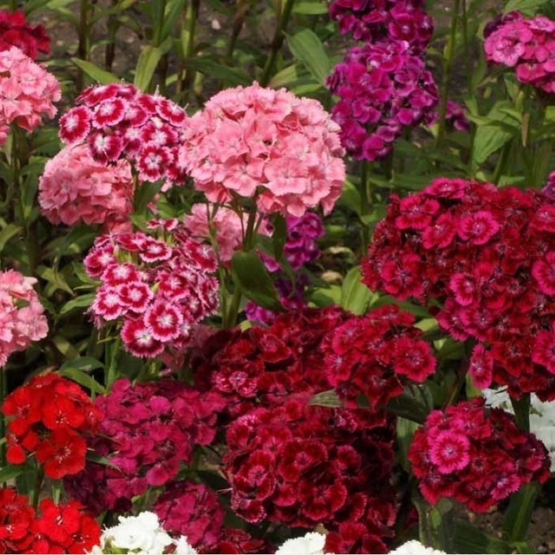 Dianthus barbatus Mixture -  Studenternellike