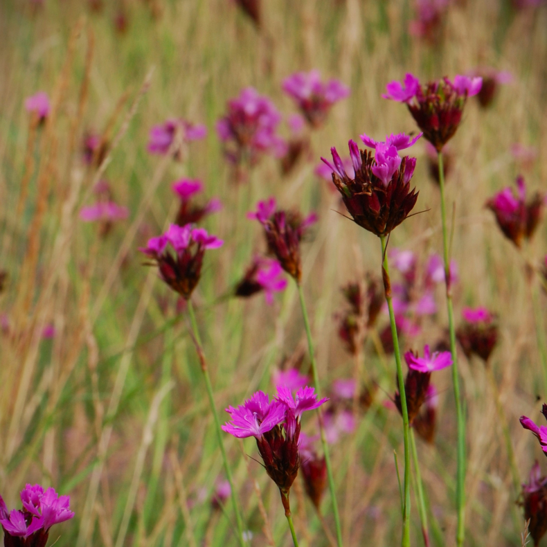 Dianthus carthusianorum - Karteusernellike 