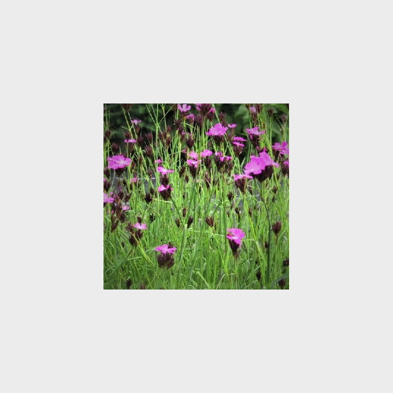 Dianthus carthusianorum - Karteusernellike 