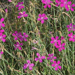 Dianthus deltoides - Bakke-Nellike