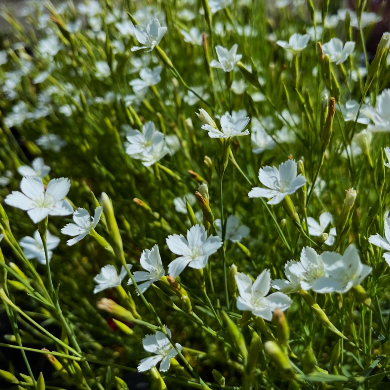 Dianthus deltoides Albiflorus - Bakke-Nellike