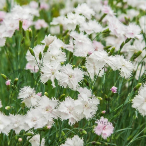 Dianthus deltoides Albiflorus - Bakke-Nellike